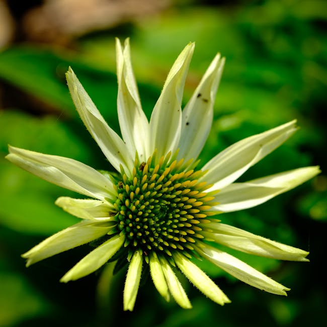 A detailed white flower representing clarity and answers