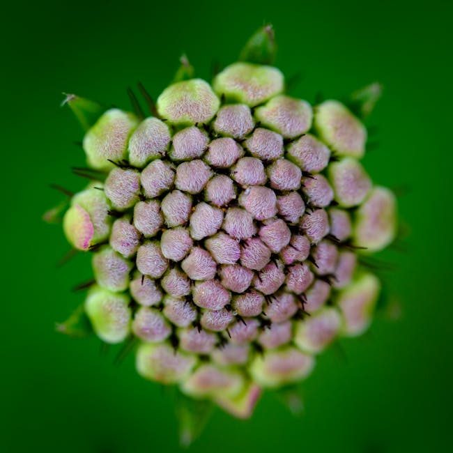 A flower bud ready to bloom representing potential and growth